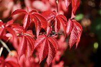 Bild Nr.3 zum Thema: Rotes Weinlaub